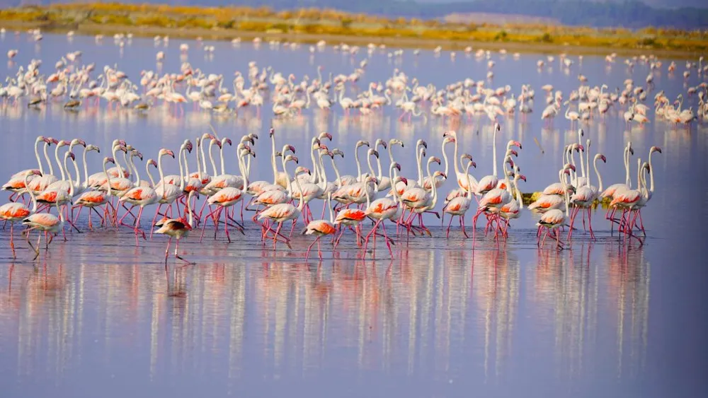 Narta Lagoon
